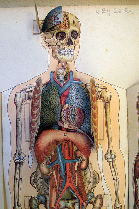 Le corps de l’homme, Perrier, Edmond, 1903