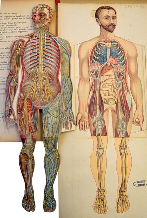 Le corps de l’homme, Perrier, Edmond, 1903