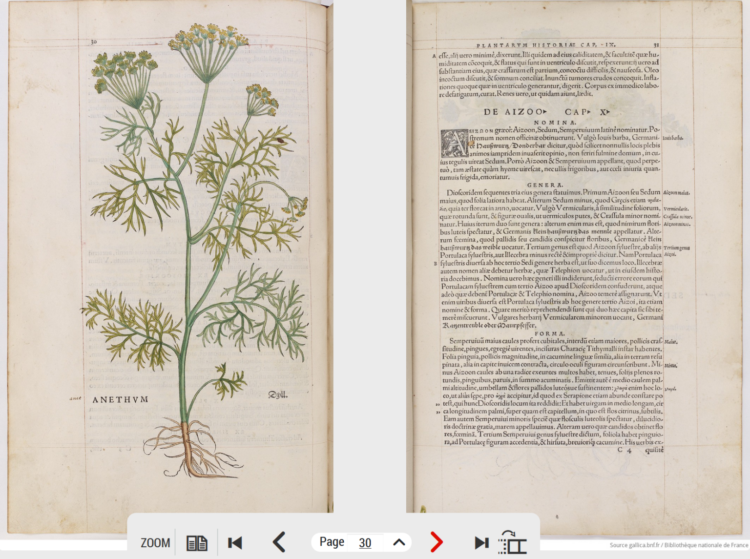 Une double page en décalage texte/image dans l’herbier de Leonhart Fuchs sur Gallica, capture d’écran prise par Tassanee Alleau