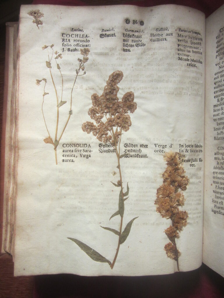 Herbier séché