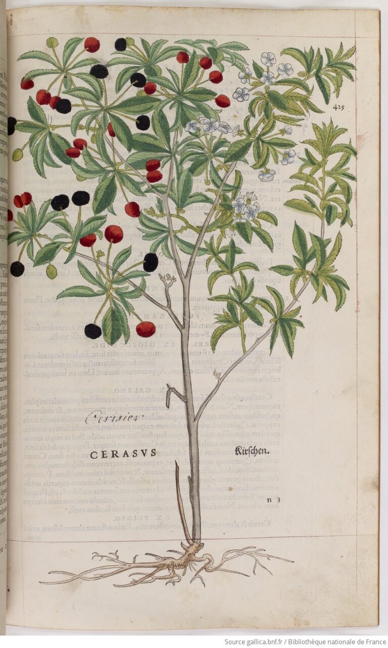 Planche de l’herbier de Leonhart Fuchs