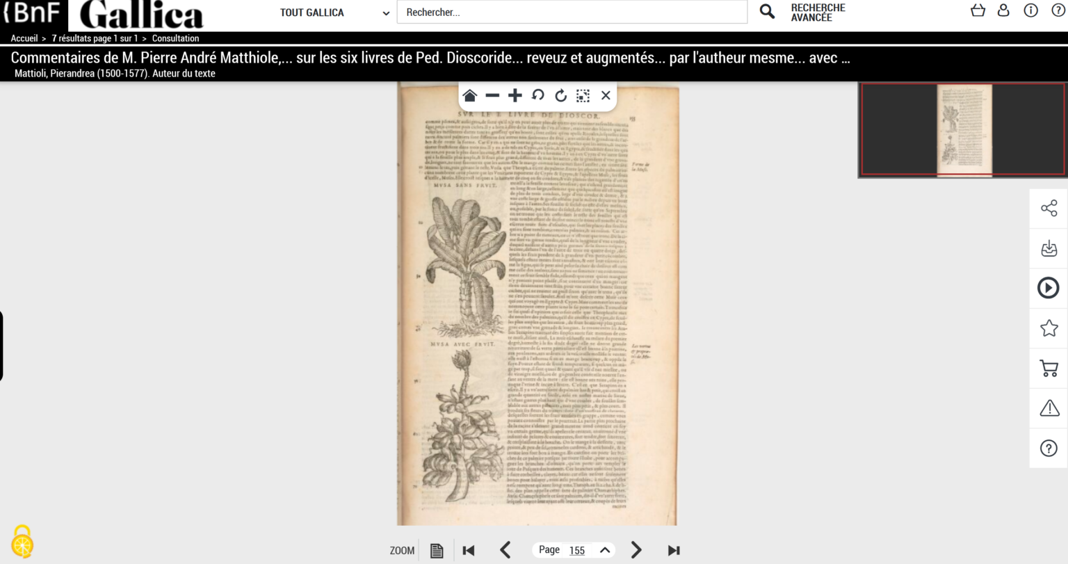 Mode aperçu de l’herbier de Leonhart Fuchs sur Gallica, capture d’écran prise par Tassanee Alleau