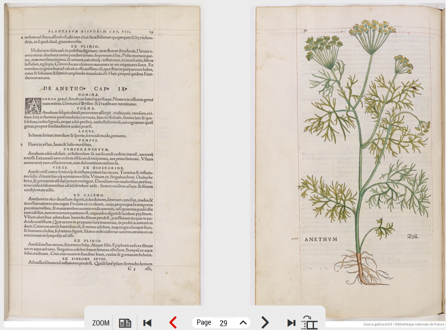 Une double page réarrangée dans l’herbier de Leonhart Fuchs sur Gallica, capture d’écran prise par Tassanee Alleau